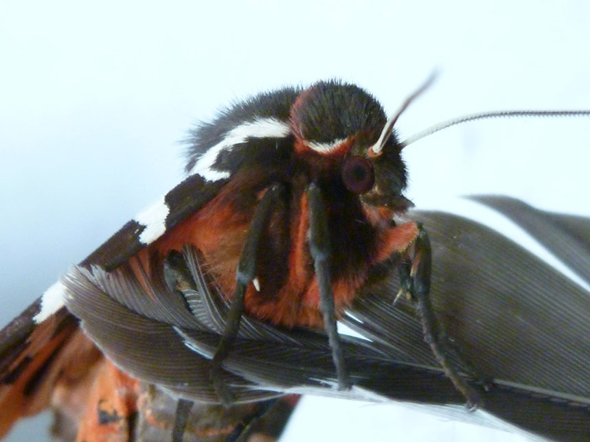 130816_kara tiger moth